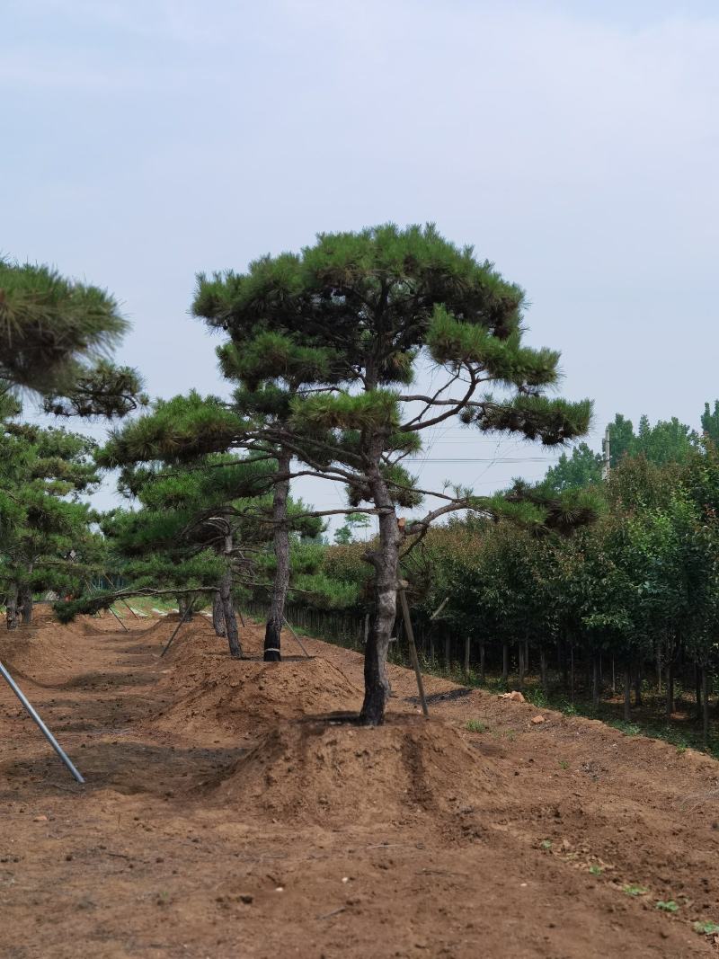 产地直销，产地直销。造型油松！15-70公分供应中！热卖