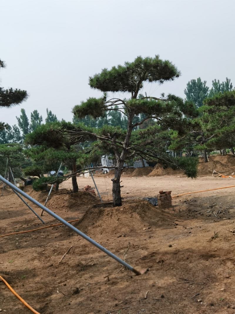 产地直销，产地直销。造型油松！15-70公分供应中！热卖