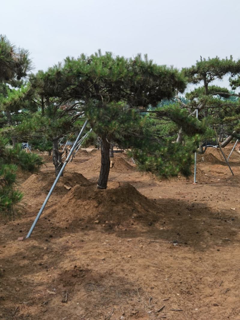 产地直销，产地直销。造型油松！15-70公分供应中！热卖