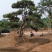 产地直销，产地直销。造型油松！15-70公分供应中！热卖
