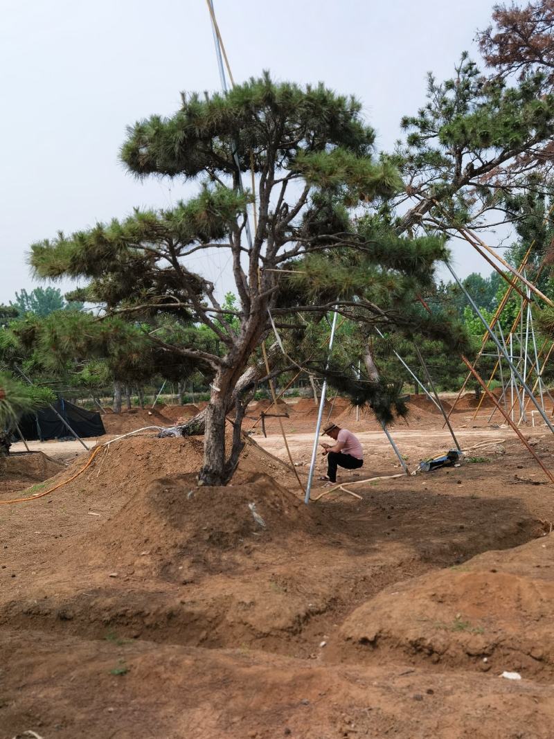 产地直销，产地直销。造型油松！15-70公分供应中！热卖