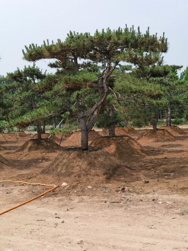 产地直销，产地直销。造型油松！15-70公分供应中！热卖