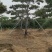 产地直销，产地直销。造型油松！15-70公分供应中！热卖