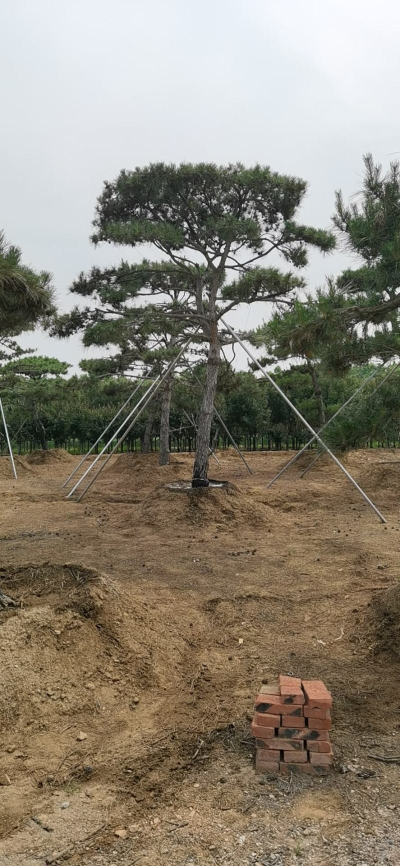 产地直销，产地直销。造型油松！15-70公分供应中！热卖