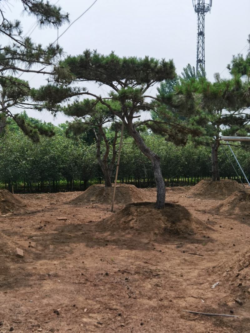 产地直销，产地直销。造型油松！15-70公分供应中！热卖
