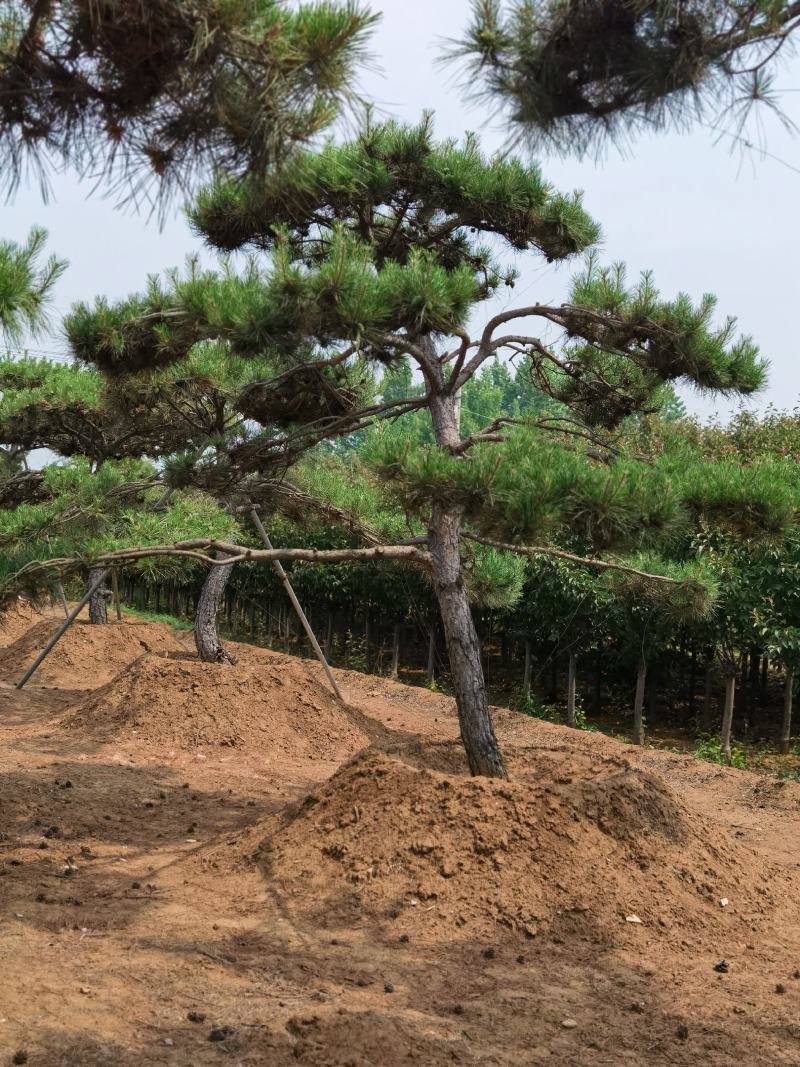 产地直销，产地直销。造型油松！15-70公分供应中！热卖