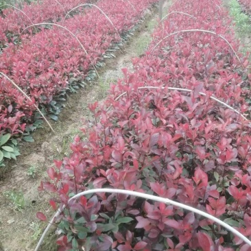 批发红叶石楠苗，红叶石楠杯苗，红叶石楠球