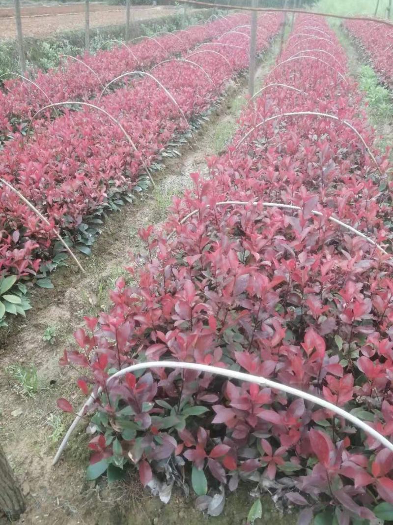 批发红叶石楠苗，红叶石楠杯苗，红叶石楠球