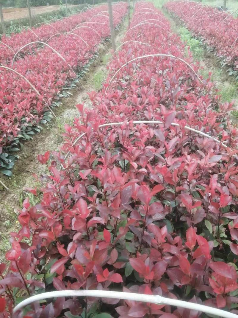批发红叶石楠苗，红叶石楠杯苗，红叶石楠球