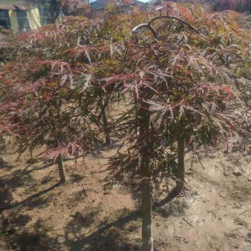 红枫