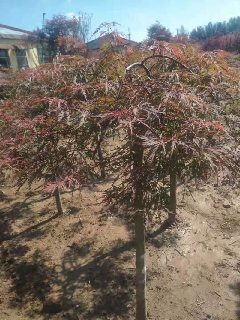 红枫