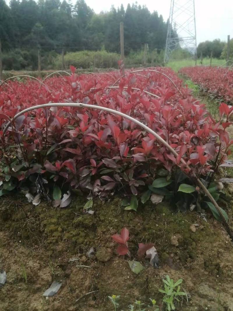 批发红叶石楠苗，红叶石楠杯苗，红叶石楠球