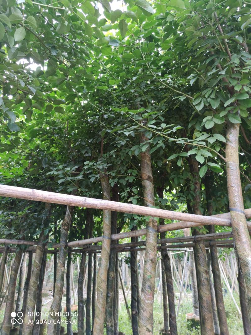 5-8-10分秋枫袋苗，广东秋枫袋苗批发，普宁秋枫