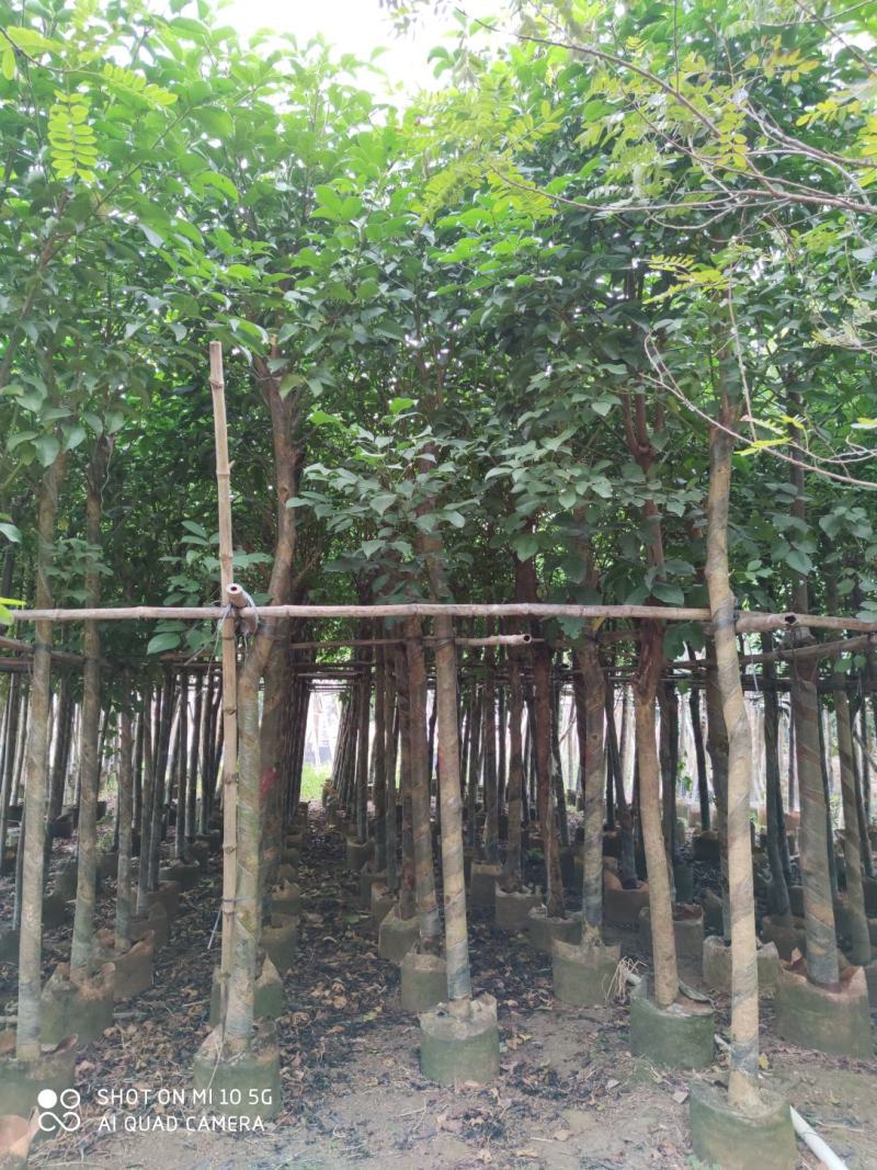 5-8-10分秋枫袋苗，广东秋枫袋苗批发，普宁秋枫