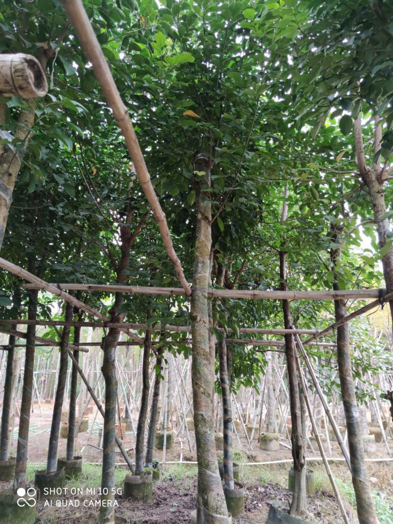 5-8-10分秋枫袋苗，广东秋枫袋苗批发，普宁秋枫