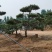 一手货源！产地直销。造型松，泰山松，迎客松。景松热卖中！