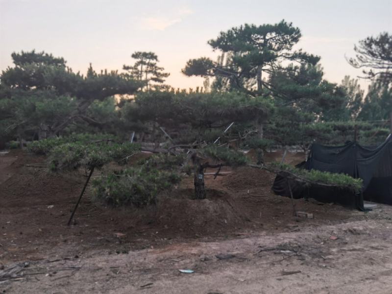 一手货源！产地直销。造型松，泰山松，迎客松。景松热卖中！