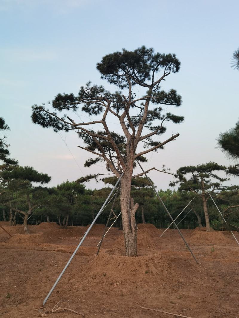 一手货源！产地直销。造型松，泰山松，迎客松。景松热卖中！