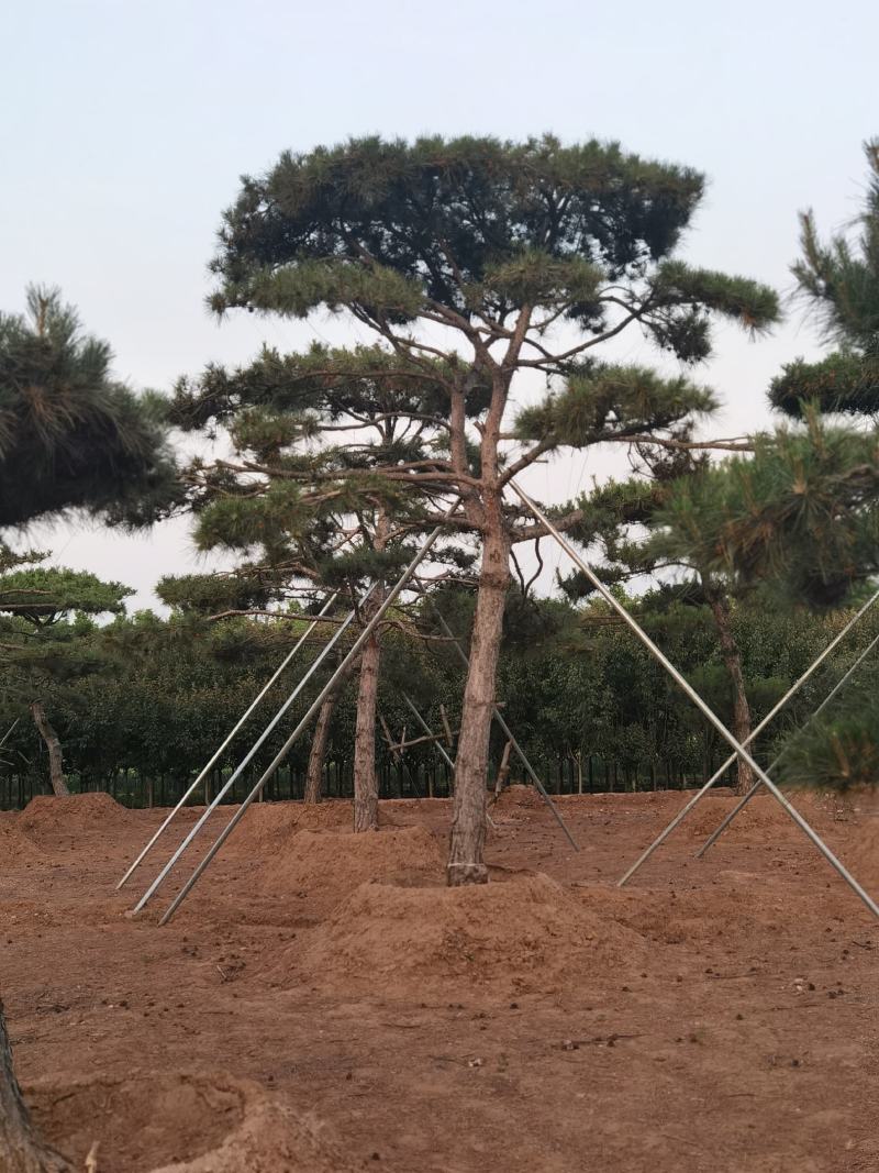 一手货源！产地直销。造型松，泰山松，迎客松。景松热卖中！