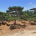 一手货源！产地直销。造型松，泰山松，迎客松。景松热卖中！