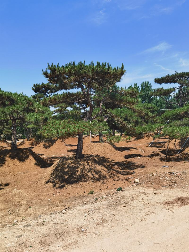 一手货源！产地直销。造型松，泰山松，迎客松。景松热卖中！