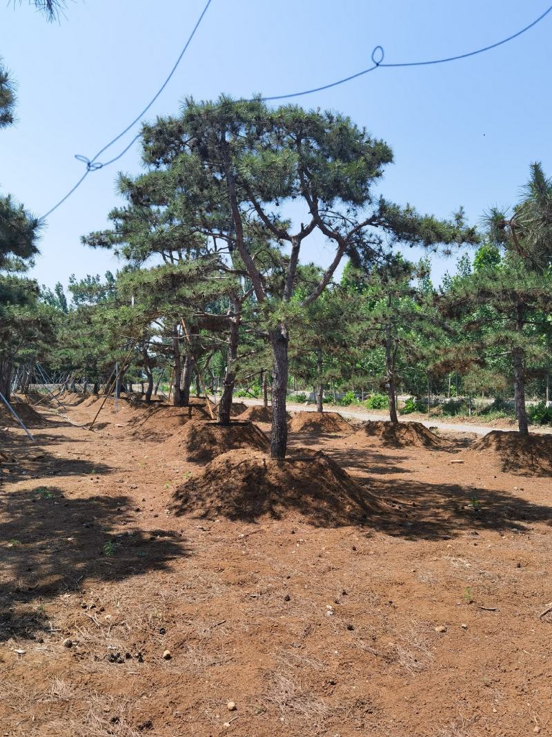 一手货源！产地直销。造型松，泰山松，迎客松。景松热卖中！