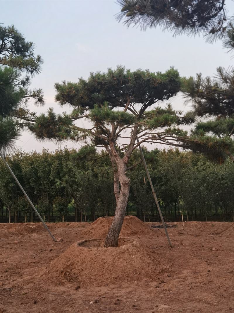 一手货源！产地直销。造型松，泰山松，迎客松。景松热卖中！