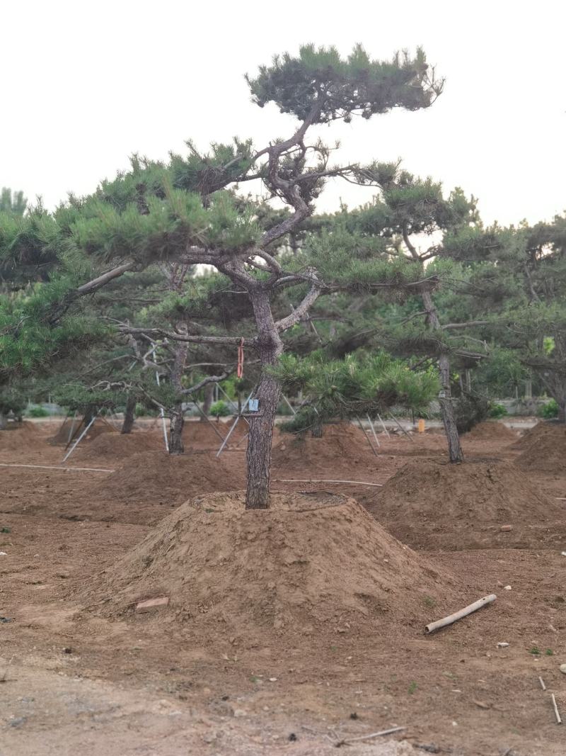 一手货源！产地直销。造型松，泰山松，迎客松。景松热卖中！