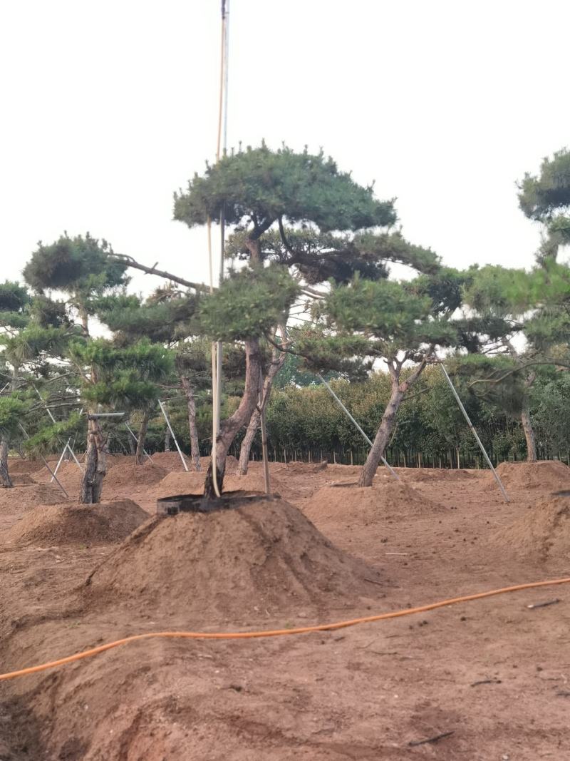 一手货源！产地直销。造型松，泰山松，迎客松。景松热卖中！