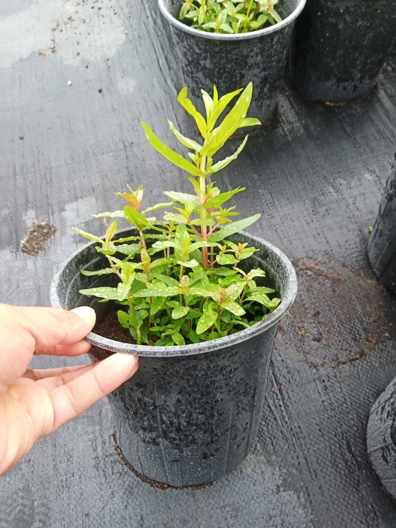 千屈菜1加仑，，，，，，