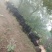 贵州山区常年放羊山羊阔叶林多种杂草药草生态资源区