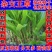 高产四季牧草种子多年生大叶杂交王种籽猪牛羊鱼兔鸡养殖杂交