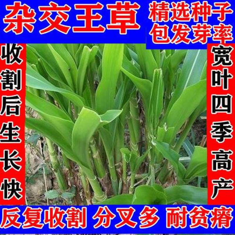 高产四季牧草种子多年生大叶杂交王种籽猪牛羊鱼兔鸡养殖杂交