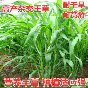 高产四季牧草种子多年生大叶杂交王种籽猪牛羊鱼兔鸡养殖杂交
