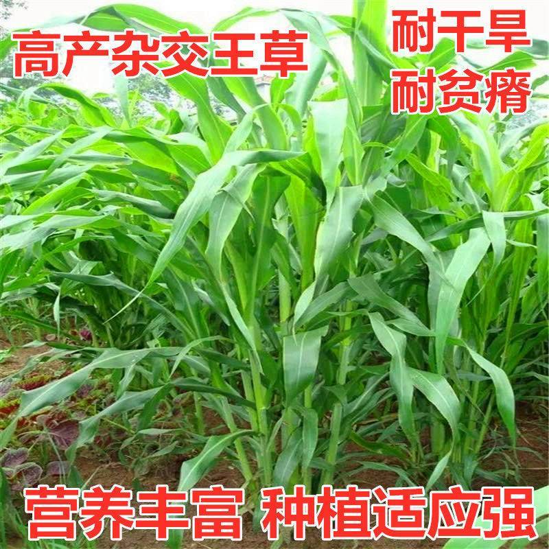 高产四季牧草种子多年生大叶杂交王种籽猪牛羊鱼兔鸡养殖杂交