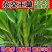 高产四季牧草种子多年生大叶杂交王种籽猪牛羊鱼兔鸡养殖杂交