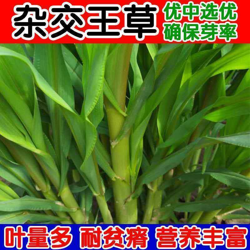 高产四季牧草种子多年生大叶杂交王种籽猪牛羊鱼兔鸡养殖杂交