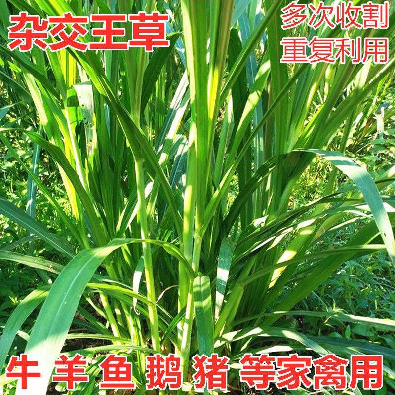 高产四季牧草种子多年生大叶杂交王种籽猪牛羊鱼兔鸡养殖杂交