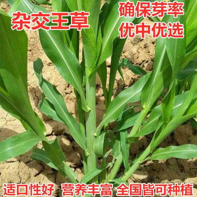 高产四季牧草种子多年生大叶杂交王种籽猪牛羊鱼兔鸡养殖杂交
