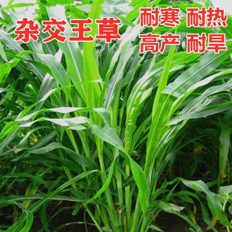 高产四季牧草种子多年生大叶杂交王种籽猪牛羊鱼兔鸡养殖杂交