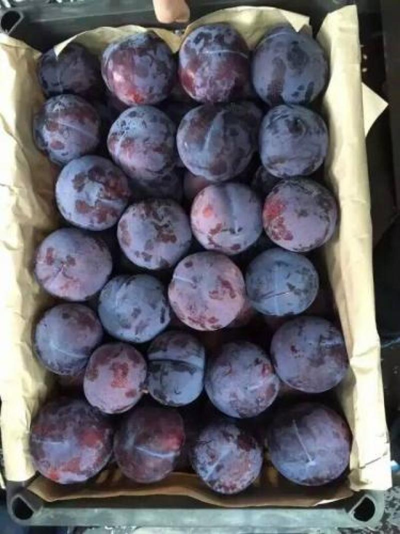 南阳内乡露天李子，早富贵，红波朗，幸运，六月子，天泰等品