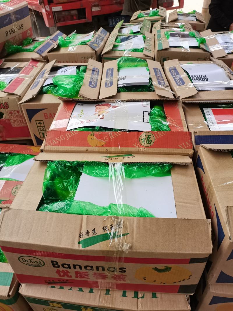 临漳精品西葫芦大量上市