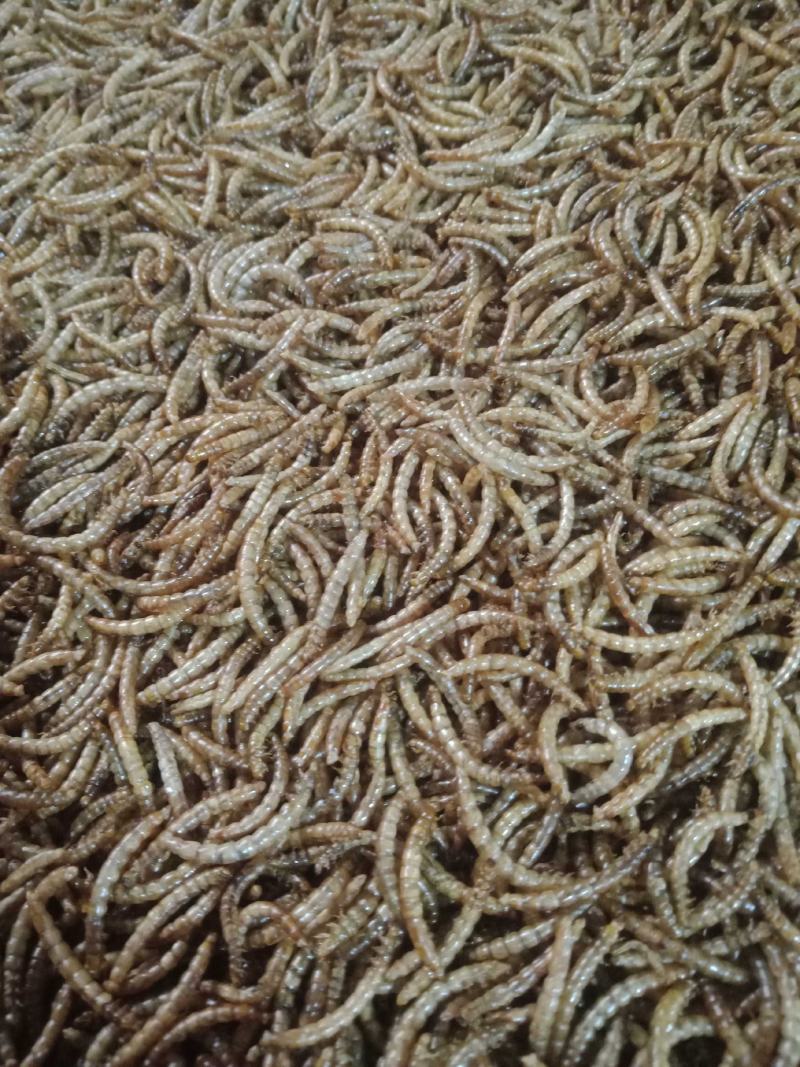 优质黄粉虫虫干