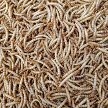 优质黄粉虫虫干
