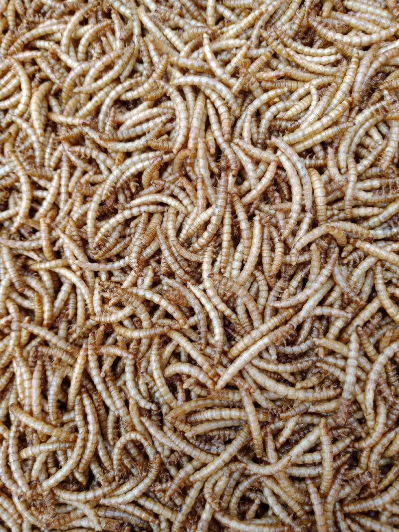 优质黄粉虫虫干