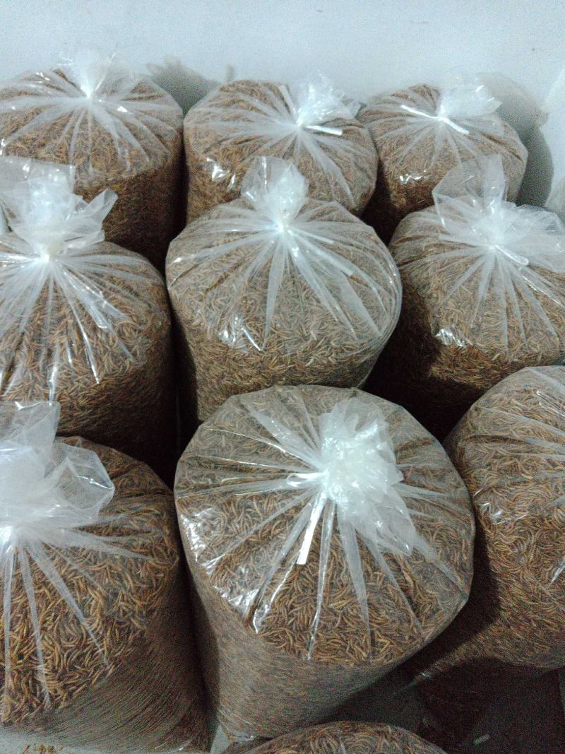 优质黄粉虫虫干