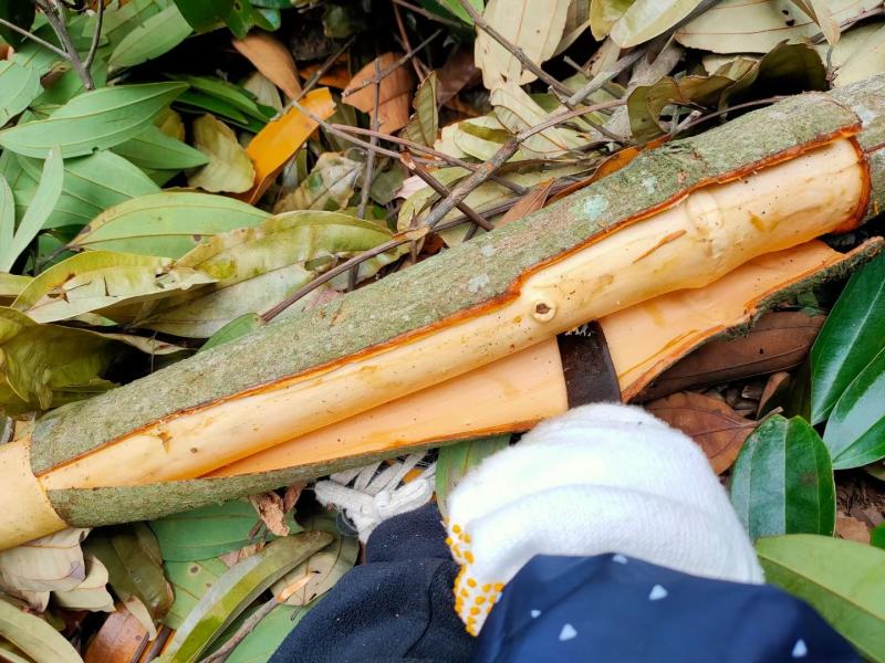 《产地直销》桂皮肉桂规格齐全货源充足量大从优