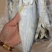 白磷鱼干腌制咸鱼干也叫快鱼规格全！一手货源大量现货供应