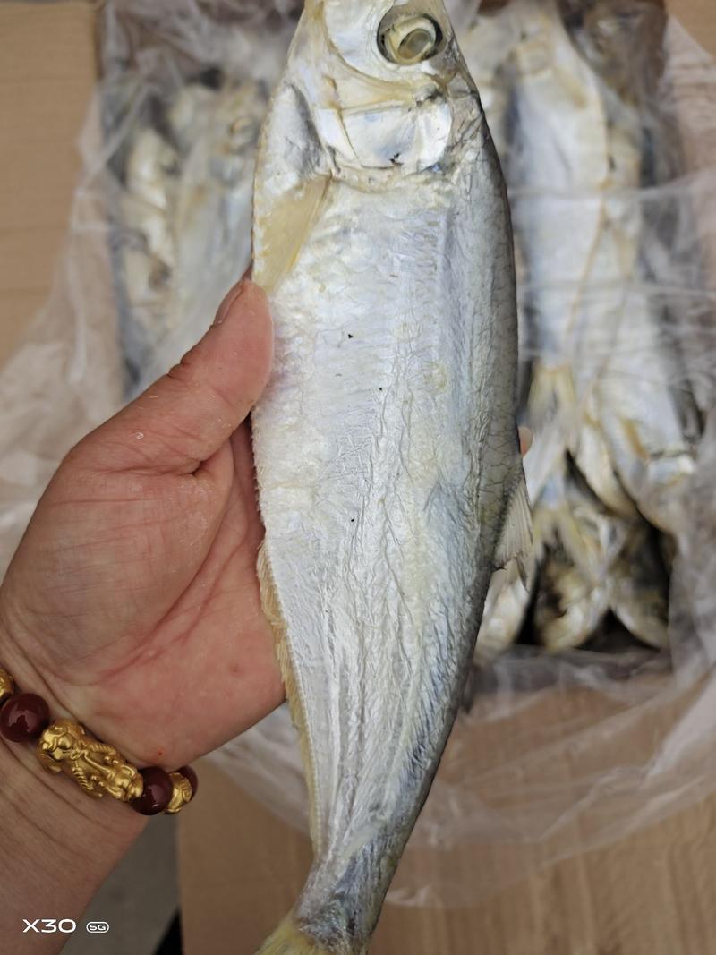 白磷鱼干腌制咸鱼干也叫快鱼规格全！一手货源大量现货供应