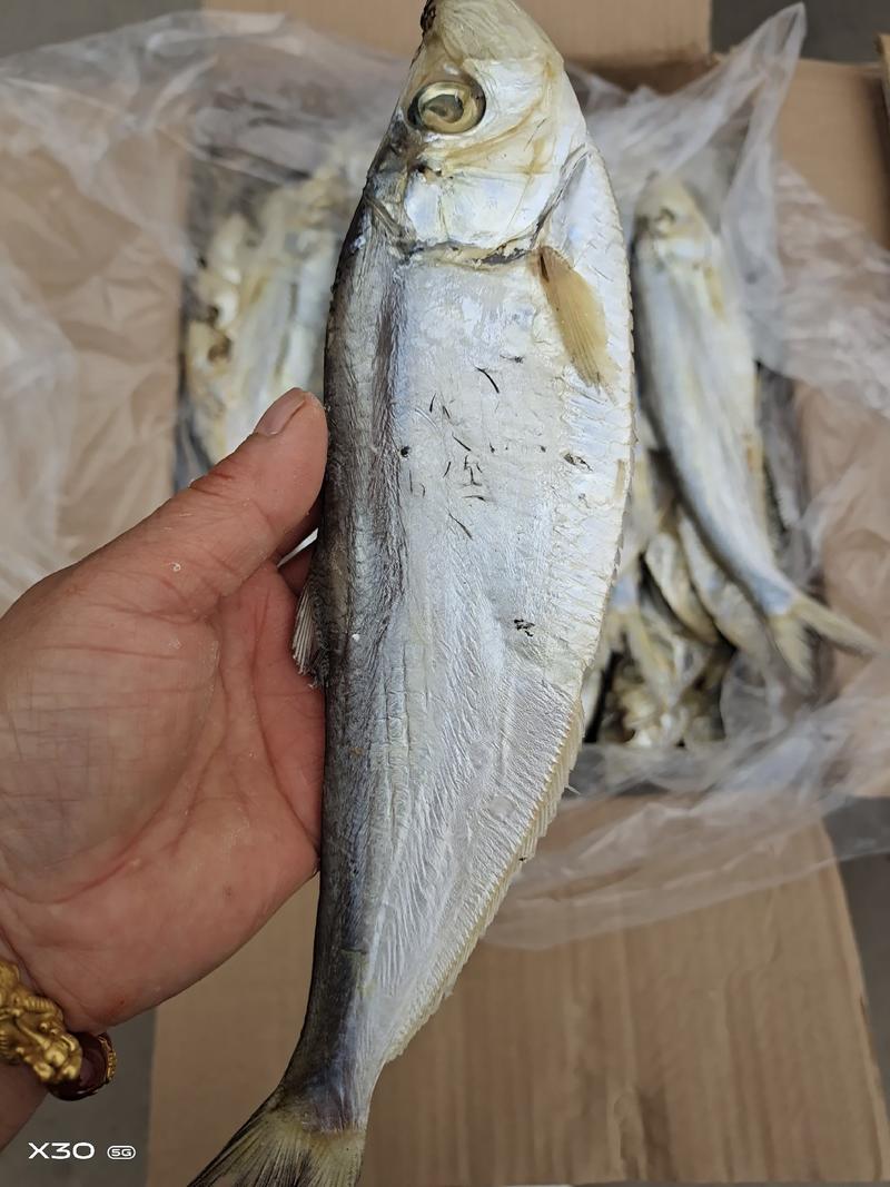 白磷鱼干腌制咸鱼干也叫快鱼规格全！一手货源大量现货供应